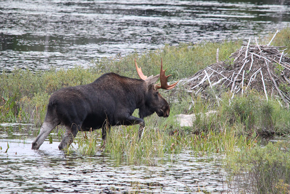 Moose Hunt Canada