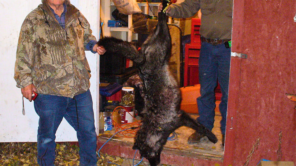 Wolf Hunt in Canada